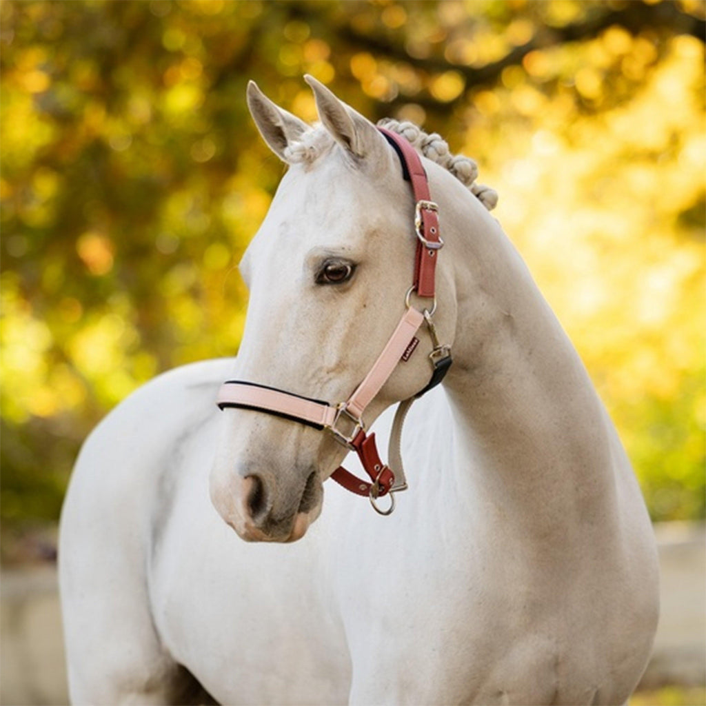 Medley Headcollar