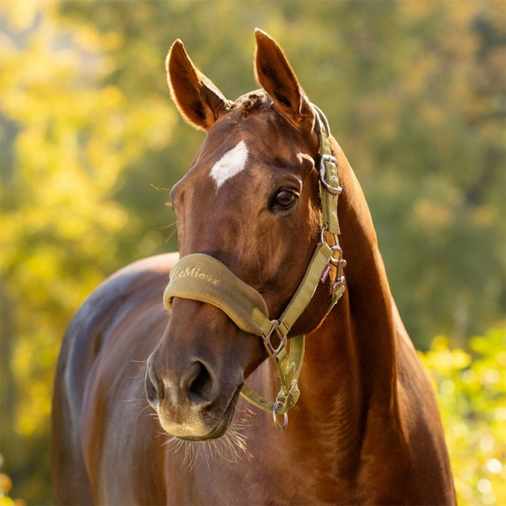 Vogue Headcollars & Leadrope