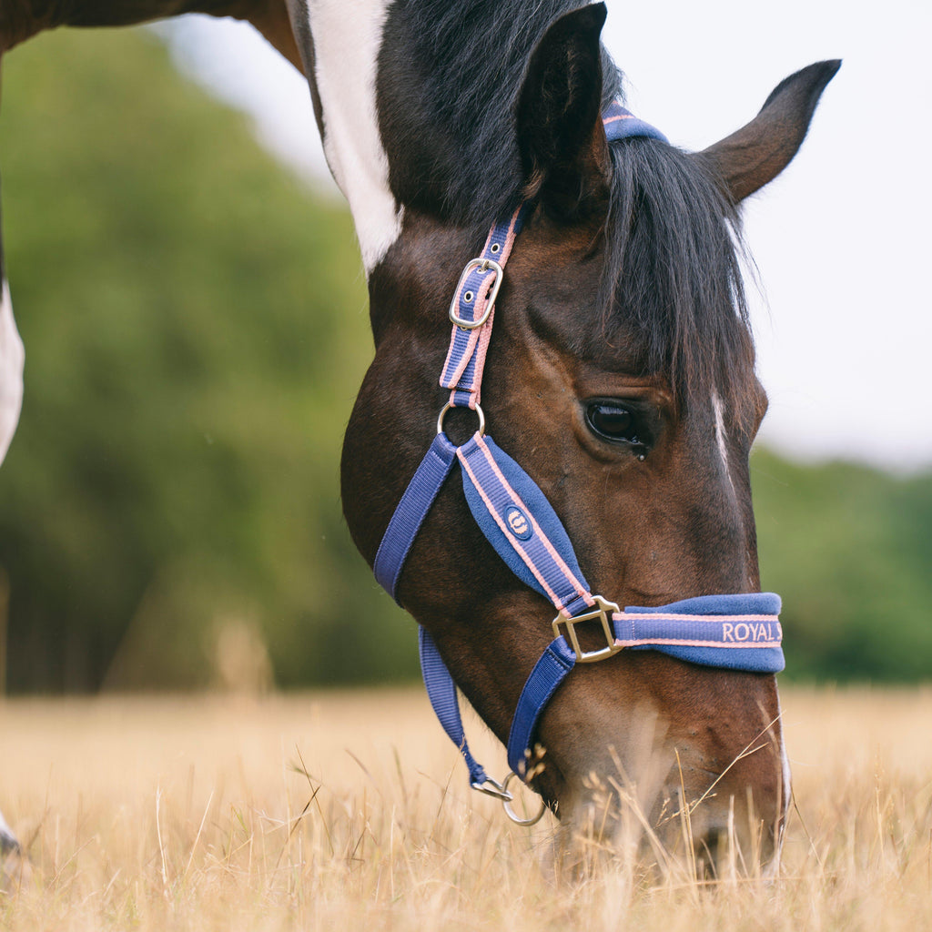 Padded Headcollar