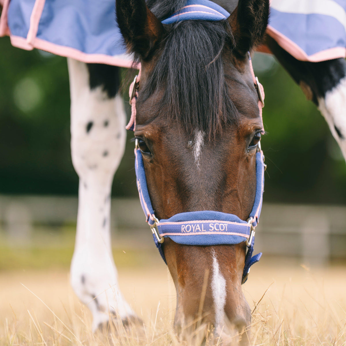 Padded Headcollar