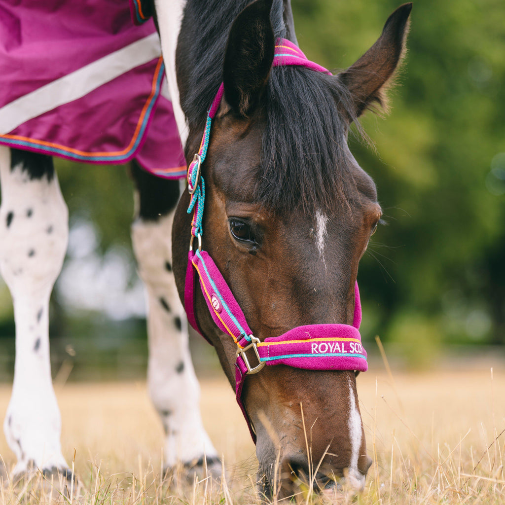 Padded Headcollar