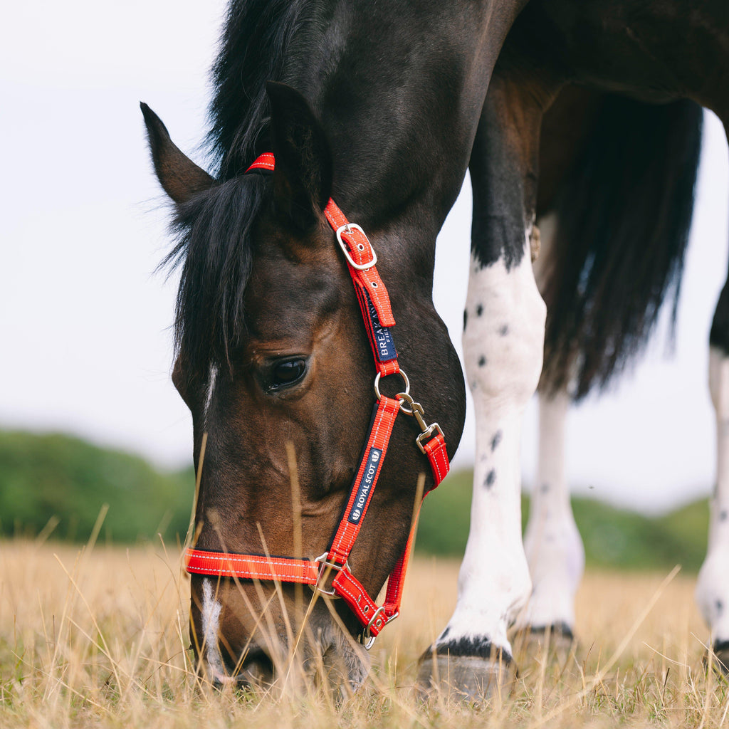 Fieldsafe Headcollar
