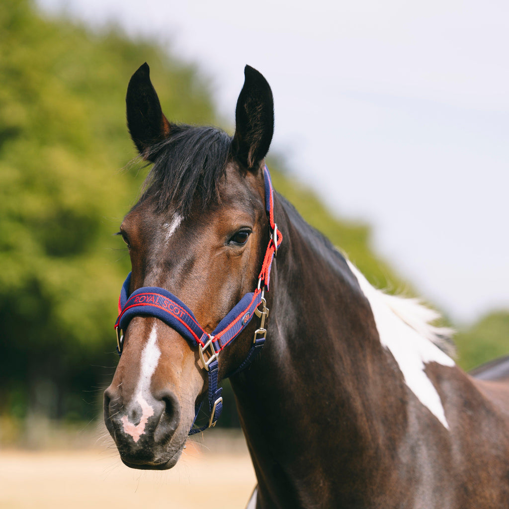 Fleece Padded Headcollar