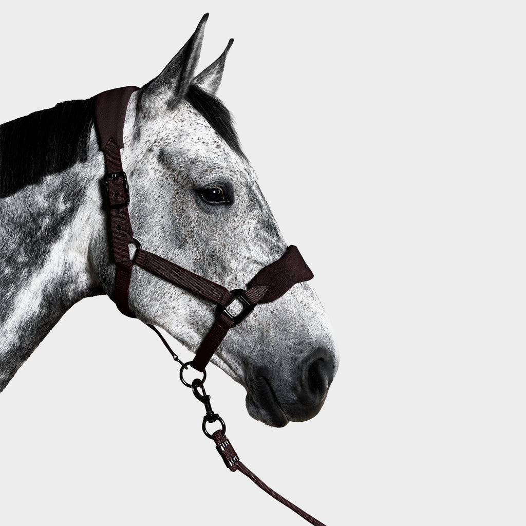 Head Collar