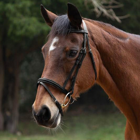Equestrian Padded Flash Bridle with Rubber Grip Reins